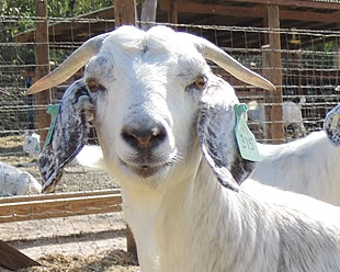 Cayman Brac Goat Farms